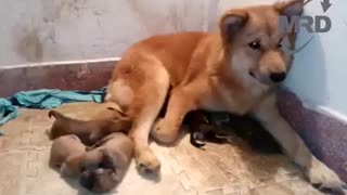 Mother Dog Elated After Reunited With Her Puppies