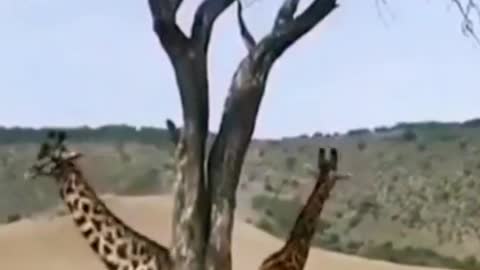 Wild animals zero distance giraffe