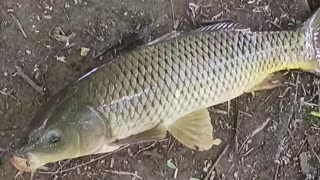 Huge carp