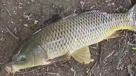 Huge carp