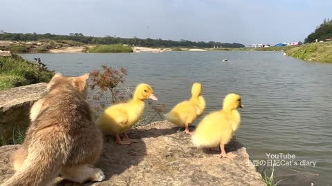 The kitten takes three ducklings on an outdoor trip! happy duck