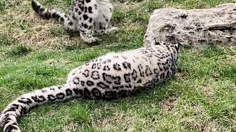 This is how excited Snow Leopards get when...