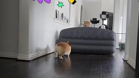 Unbelievable Corgi Fetch Highlight reel! 🐶😮