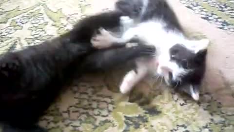 Epic battle of kittens