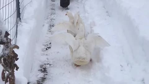 Ducks in a row in snow