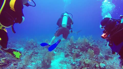 Turks & Caicos Diving - Shark Week (Test Edit)