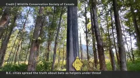 3_Bat ‘condos’, education used to help species under threat