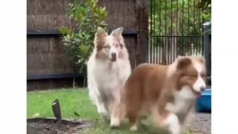 Unforgettable Cats and Dog Pranks: A Hundred Times of Hilarity and Hijinks"