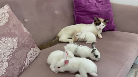 Baby Bunnies Wake Up a Sleeping and Lazy Cat