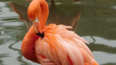 Flamenco naranja