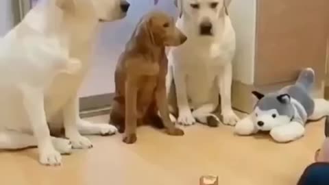 Cute and funny dog's video