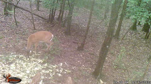 Deer Stand Trail Cam