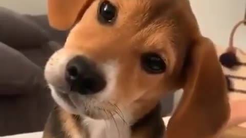 When you realize it's the weekend! This adorable pup's reaction says it all