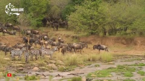 The Great Migration in Massai Mara,