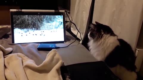Cat & Bird video