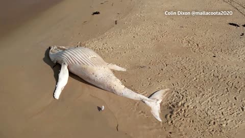 White whale washed up on Australia beach