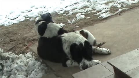 Gato y perro se suben encima de un perro más grande