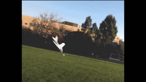 Gif video of boomerang plane