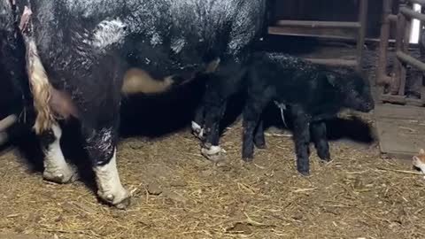 2 weeks early and in the snow…but calving has officially started #kansas #cows #farmlife