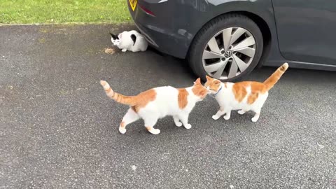 Indoor Cat Meets Outdoor Cat For The First Time