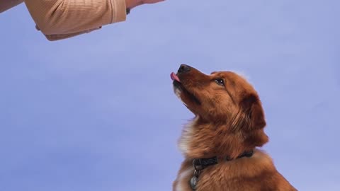 5 Dog Training Exercises You Can Start TODAY That Will Make Your Dog PERFECT