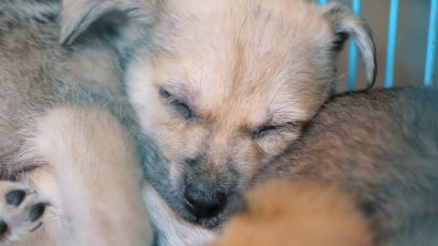 Close up of sad puppy in shelter behind fence waiting to be rescued and adopted to new home