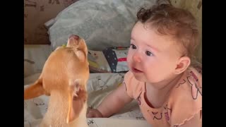 Comforting Puppy Howls to Calm a Baby