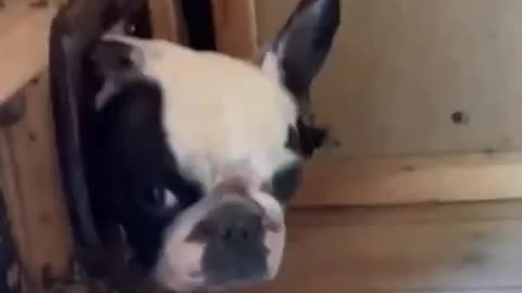Adorable Dog Get Caught