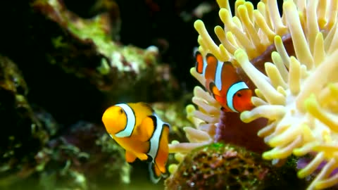 clown fish in the reef