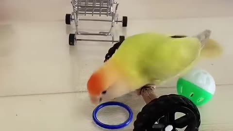 Smart Parrot So cute | Smart Bird Videos