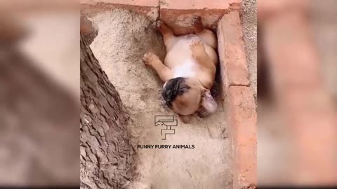 Funniest 🐶 Dogs and 😻 Cats - Awesome Funny Pet Animals Videos