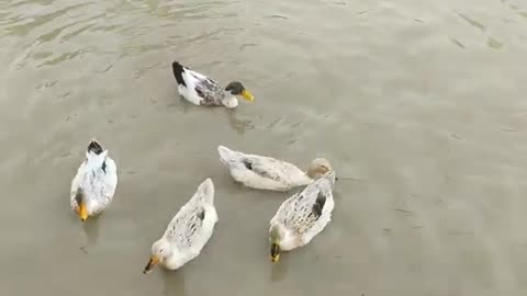 Five Young Ducks - Ducks Enjoying Season's First Water