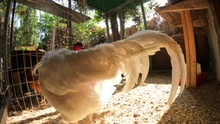 Backyard Chickens Fun Coop Video Sounds Noises Hens Clucking Roosters Crowing!