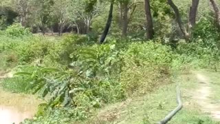 A forest near a lake in sri lanka