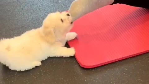 Puppies Yoga