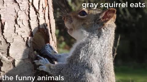 Gray Squirrel eats from the tree.