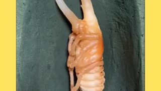 Hercules beetle in pupation. So fascinating to watch, in time lapse photography