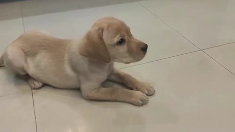 Labrador Puppy Training ll Cute Baby Dog ll