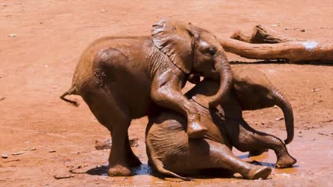 beautiful elephants bathing in mud
