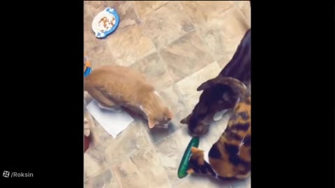 Very funny video, cat, fish and turtle