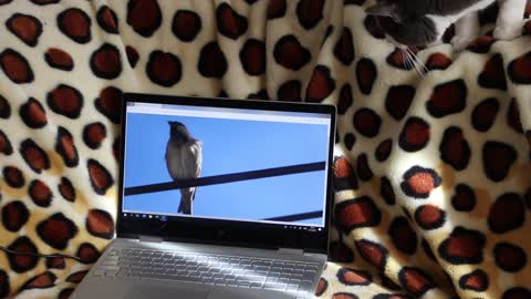 This cat is stalking the bird thinking it is a real bird