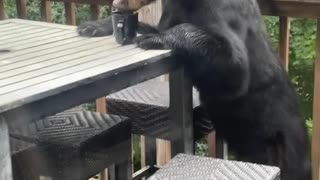 Bear Drinks Coffee on the Deck