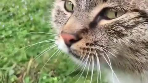 Funny animals - Funny cats / dogs - Funny animal videos 213