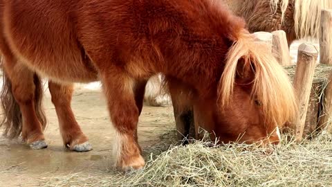 8 MINUTES of CURIOUS SHETLAND PONIES | BEST Relax Music, Meditation, Stress Relief, Calm | TVM