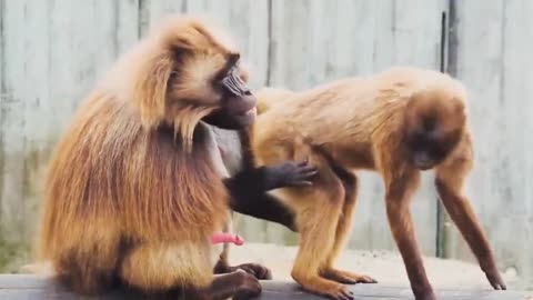 Monkey reproduction | Monkey mating #86