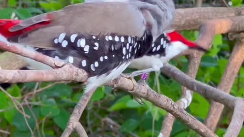 Pekin robins and pair of diamond firetail finches singing