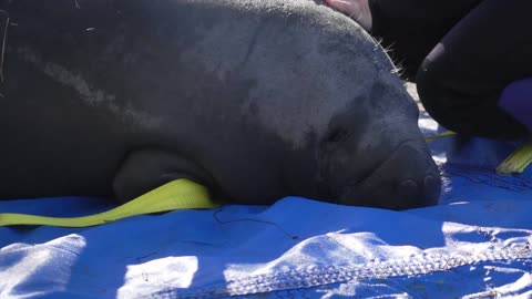 Rescuers Release Dozen Orphaned Manatees Back To The Wild In A Single Day 3