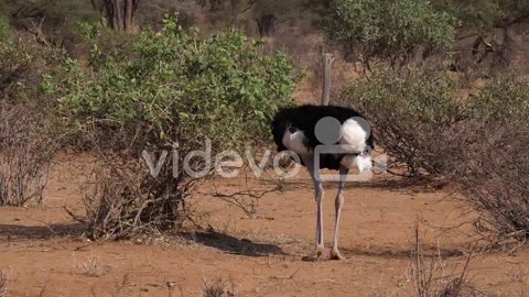 Somali Ostrich, Struthio camelus molybdophanes, Male eating the Bush, Samburu Park in Kenya, Real Ti