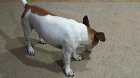 Jack Russell chases his tail on command