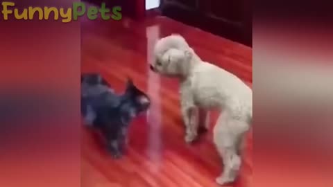 best funniest animal videos 2023 😂 funniest cats and dogs